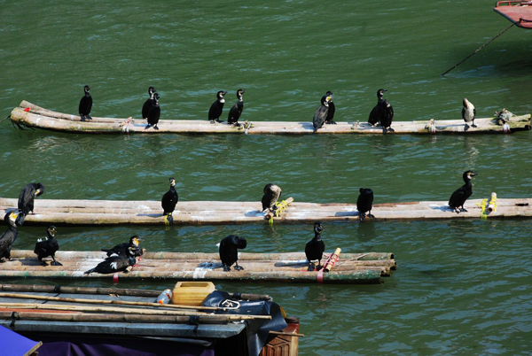 Li River Fish Catching Birds